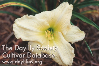 Daylily Moment of Truth